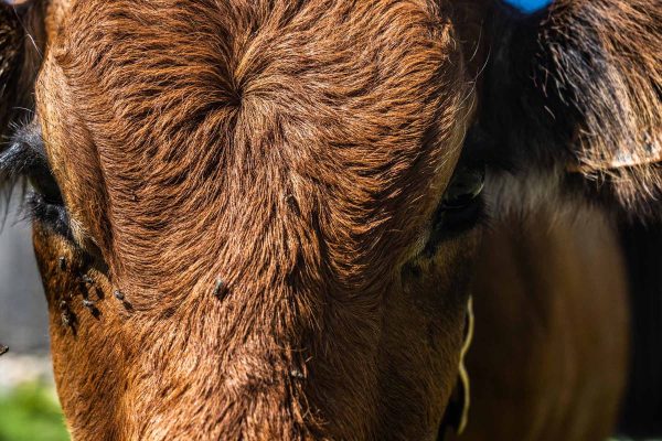 La viande du Beaufortain