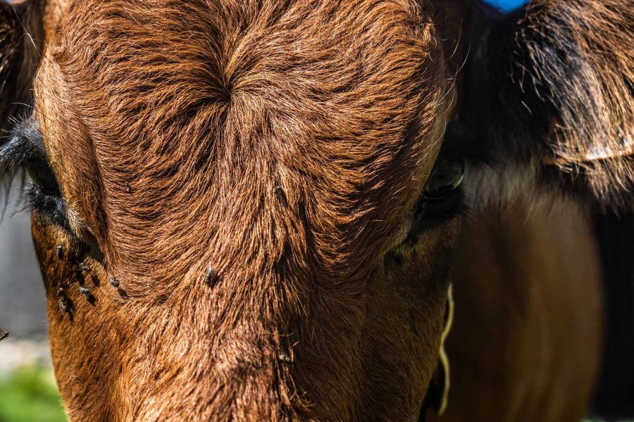 La viande du Beaufortain