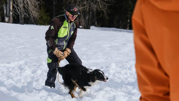 Chiens d’avalanche, héros à quatre pattes