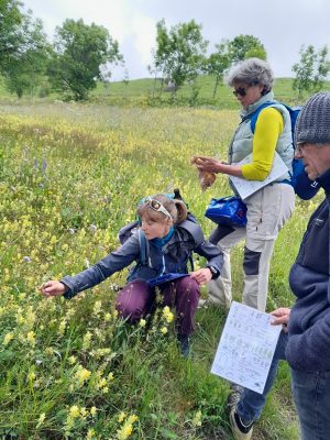 Découverte des plantes sauvages comestibles et médicinales de nos montagnes