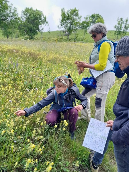 Découverte des plantes sauvages comestibles et médicinales de nos montagnes