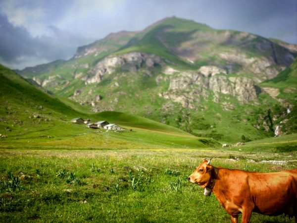 À la rencontre d&rsquo;un alpagiste au hameau de la Gittaz