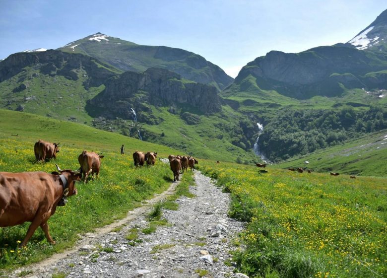 À la rencontre d&rsquo;un alpagiste au hameau de la Gittaz