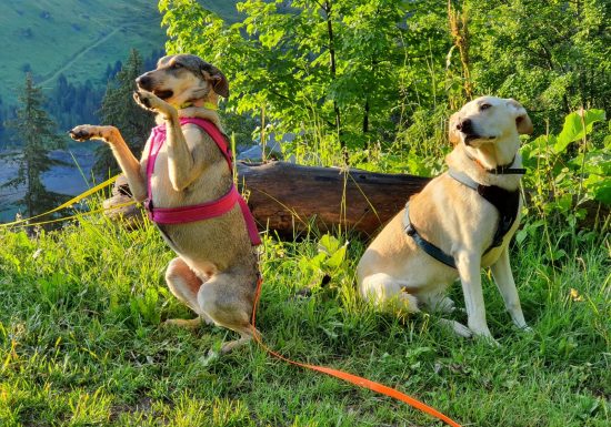 3 Pattes pour 1 main