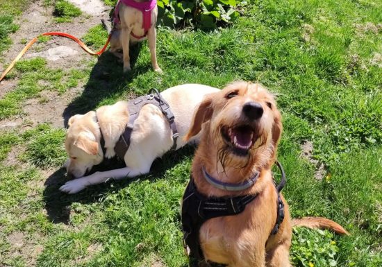 3 Pattes pour 1 main