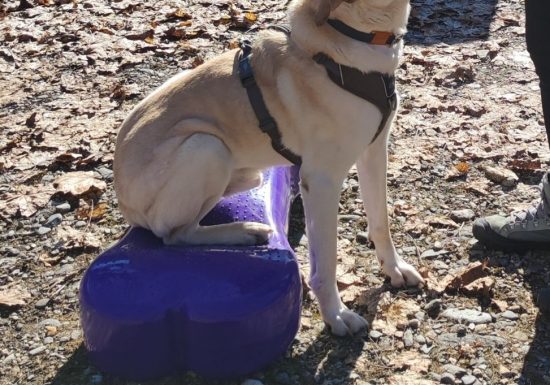 3 Pattes pour 1 main