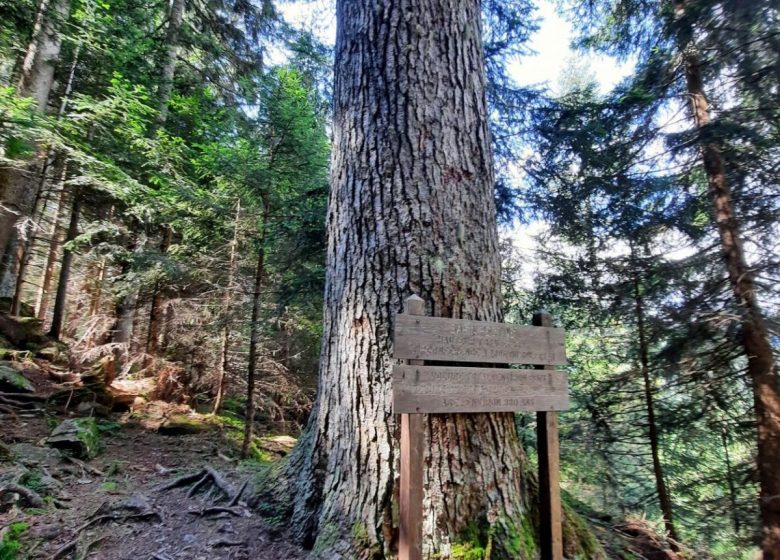 Le Sapin remarquable