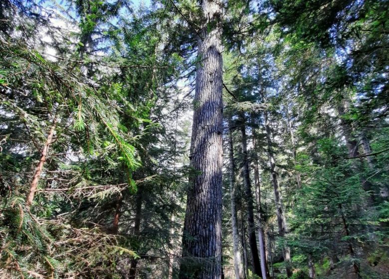 Le Sapin remarquable