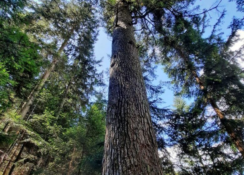 Le Sapin remarquable