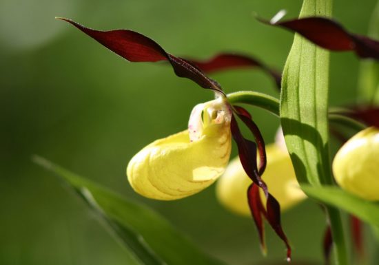 Beaufortain Randonnée