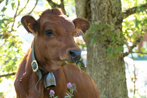 Les tarines font leur cinéma