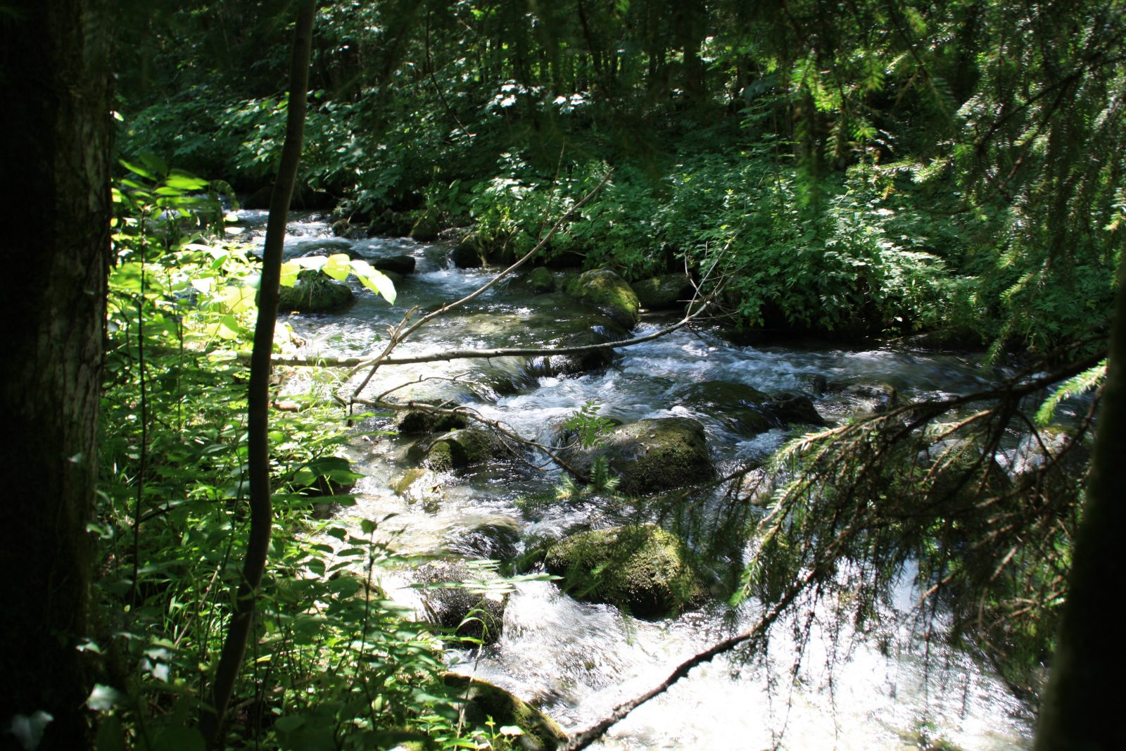 Pêche en rivière