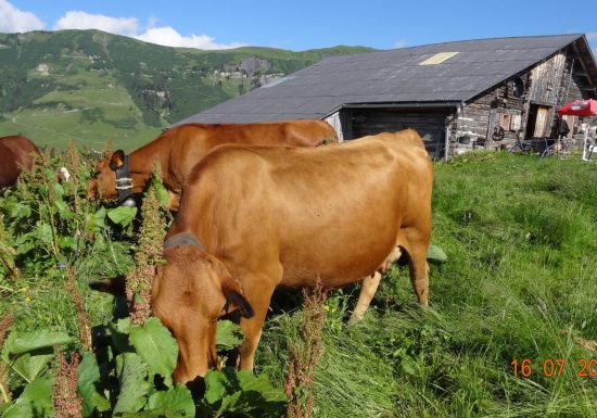 Chalet d&rsquo;alpage du Cuvy