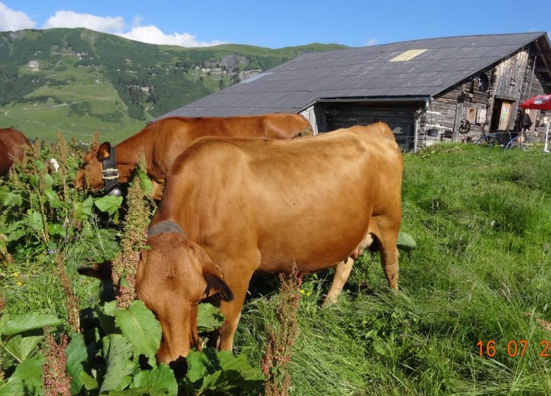 Chalet d&rsquo;alpage du Cuvy