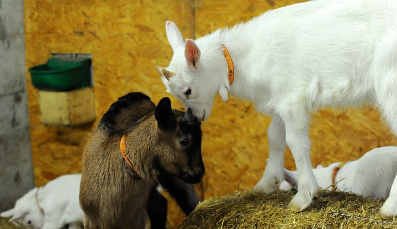 Une Montagne de Saveurs.