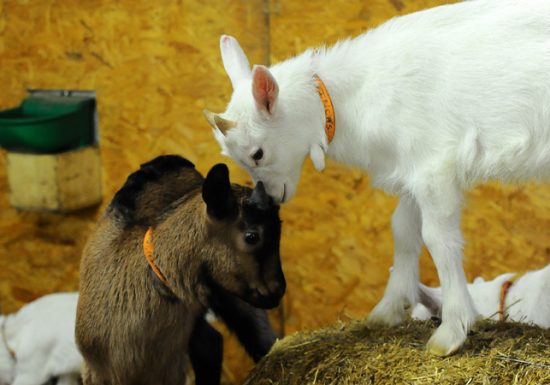 Visite de ferme : Montagne de Saveurs