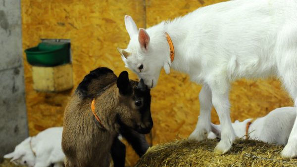 Visite de ferme : Montagne de Saveurs