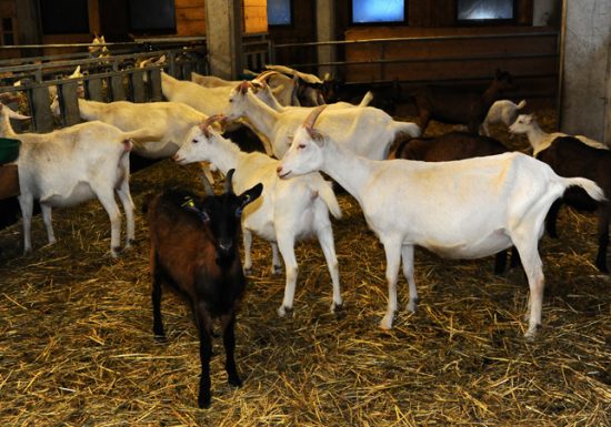 Visite de ferme : Montagne de Saveurs
