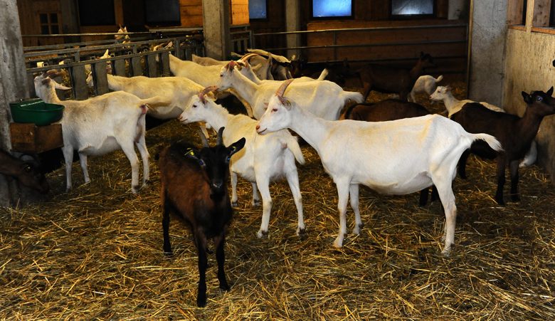 Visite de ferme : Montagne de Saveurs