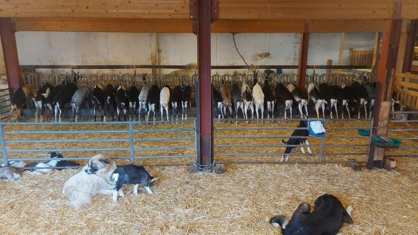 La Ferme de Monsieur Seguin.