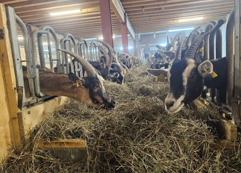 La Ferme de Monsieur Seguin.
