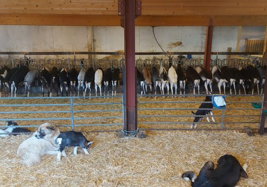 Visite de la Ferme de Mr Seguin