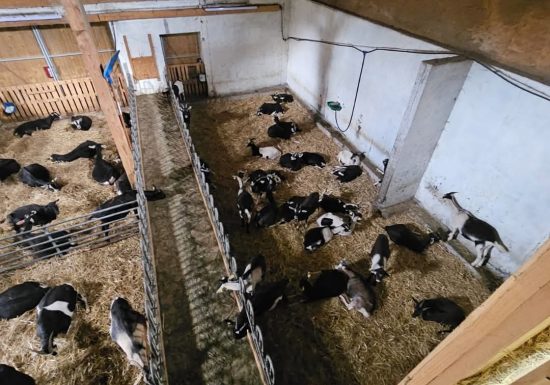 Visite de la Ferme de Mr Seguin