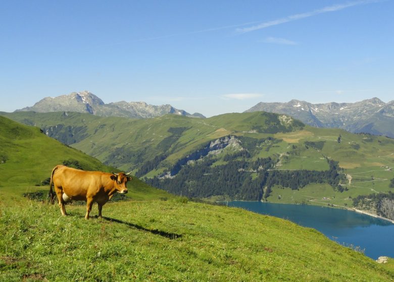 Barrage de Roselend : visite groupes.