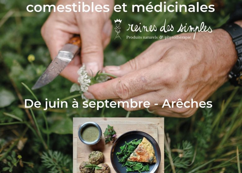 Initiation à la cueillette de plantes sauvages