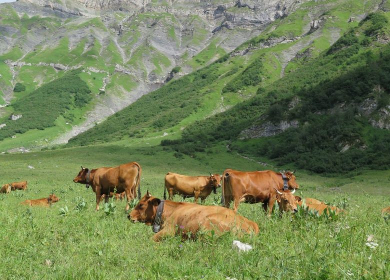 Village, alpage, barrage, fromage : visite groupes