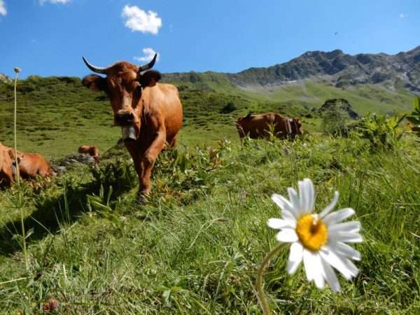 Au coeur du Beaufort à Plan Pichu