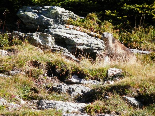 Parcours trail n° 7 – Le Col des Lacs