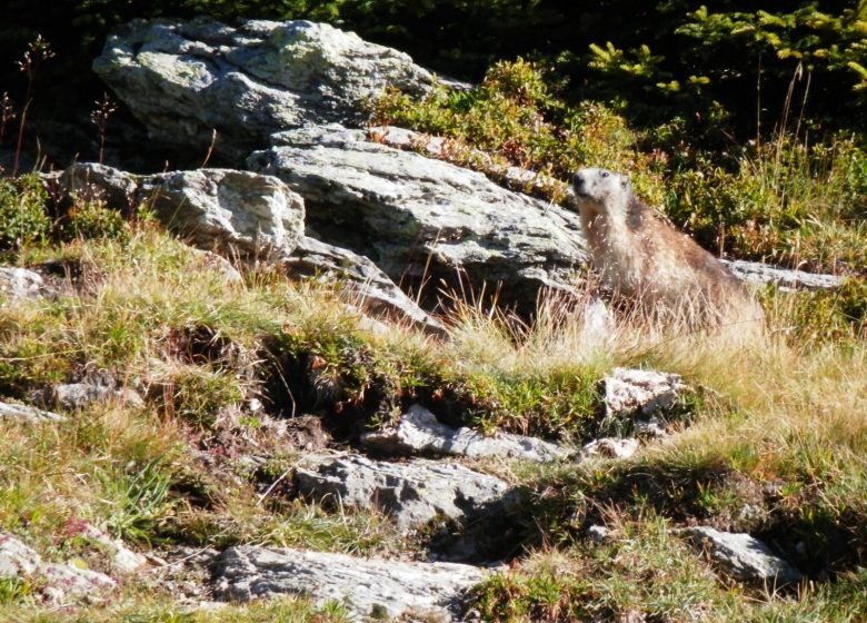 Parcours trail n° 7 – Le Col des Lacs