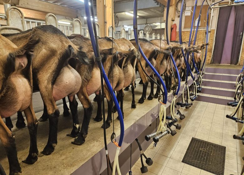 Visite du Gaec des deux laits