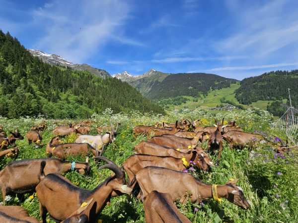 Visite du Gaec des deux laits