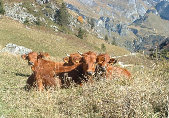 Visite de Ferme : GAEC de l’Argentine