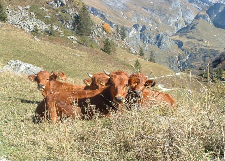 Visite de Ferme : GAEC de l’Argentine