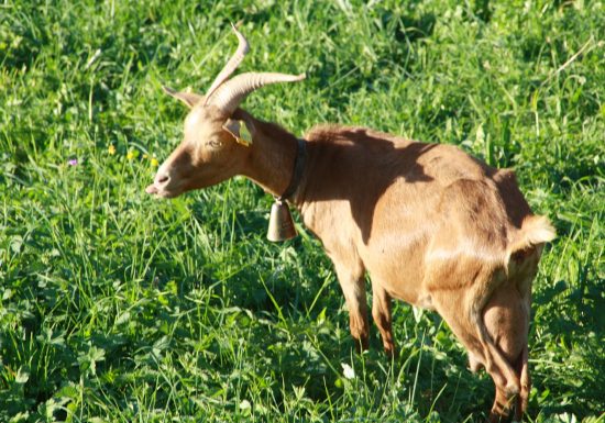 Visite de ferme : Montagne de Saveurs