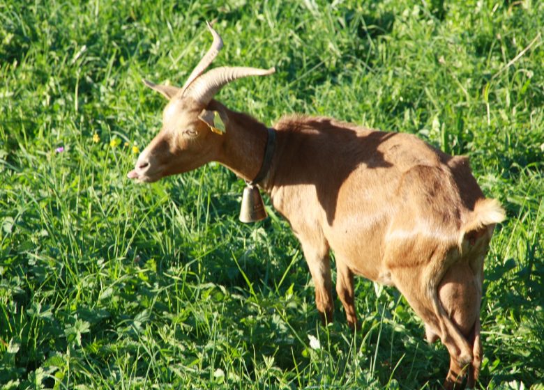 Visite de ferme : Montagne de Saveurs