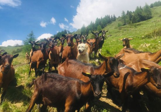 Visite de la Ferme de Melle Clémence