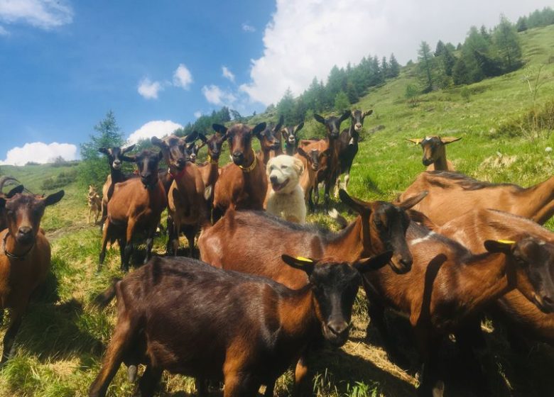 Visite de la Ferme de Melle Clémence