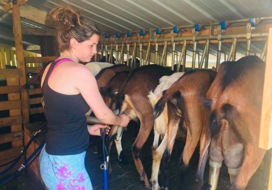 Visite de la Ferme de Melle Clémence