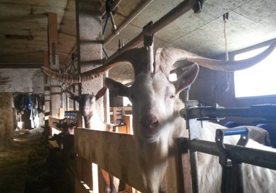 Visite de la Ferme de Melle Clémence