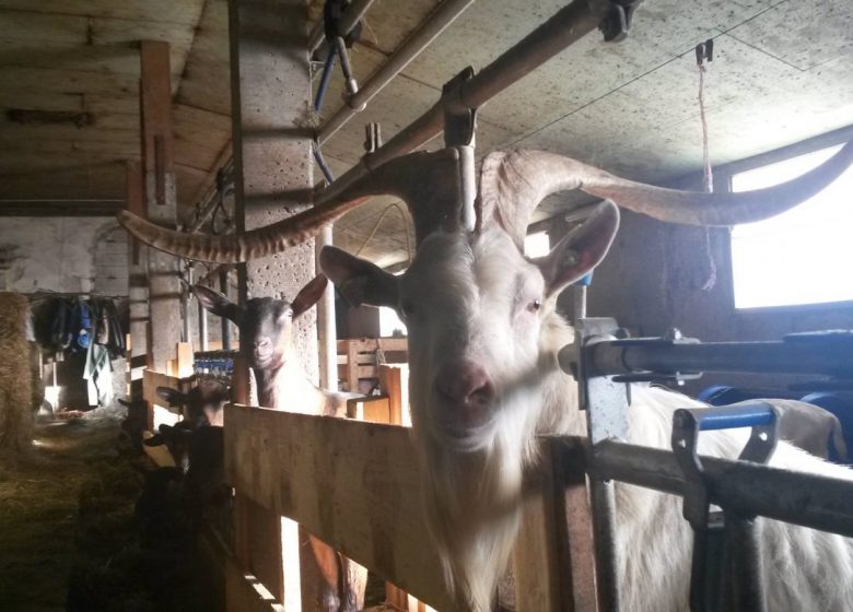 Visite de la Ferme de Melle Clémence