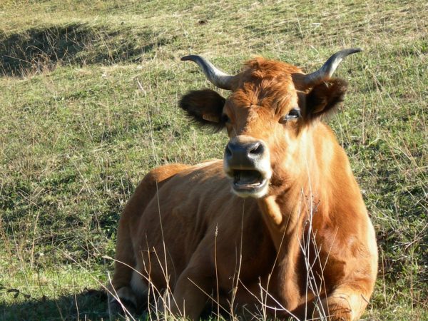 À la rencontre d&rsquo;un alpagiste sur le vallon de l&rsquo;Arpire